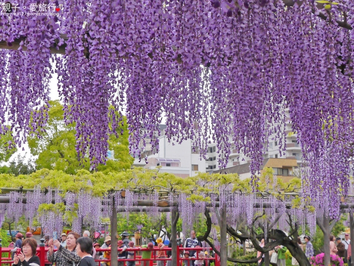 【日本。東京】龜戶天神社賞紫藤花～JR總武線上，都市中的世外桃源@還可讓晴空塔入鏡，超殺底片的好拍美景！