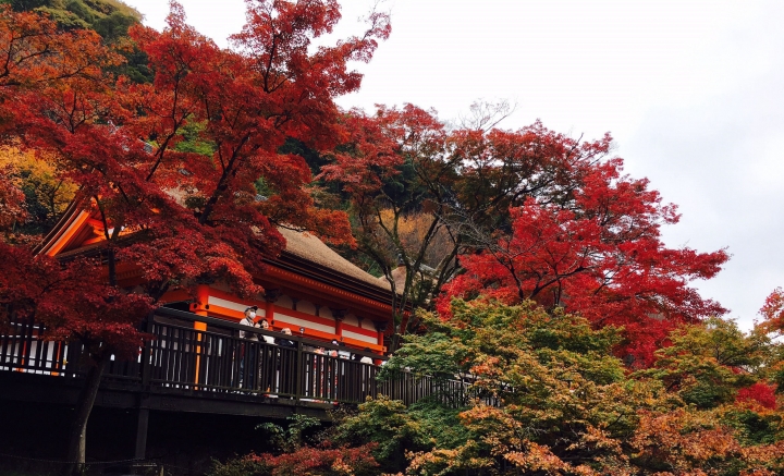 【遊。2016京都】美成這樣太犯規！女神級的楓葉就在清水寺和東福寺!