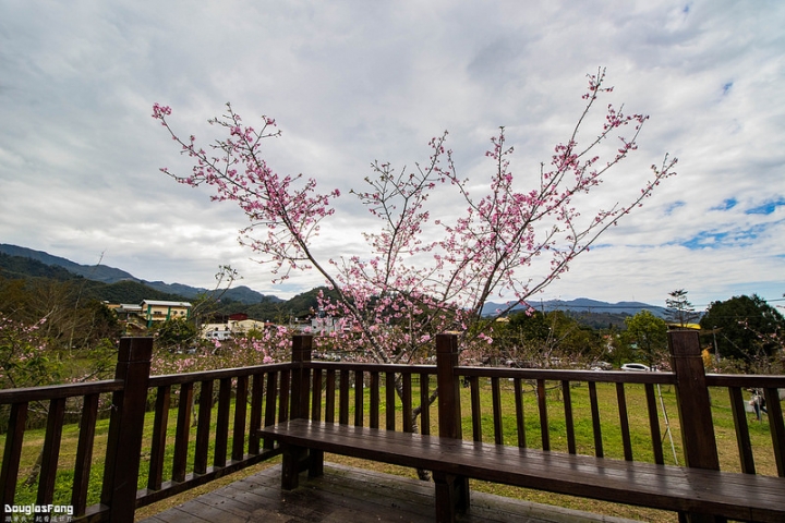 【遊記│南投鹿谷】小半天石馬公園/盛開的河津櫻