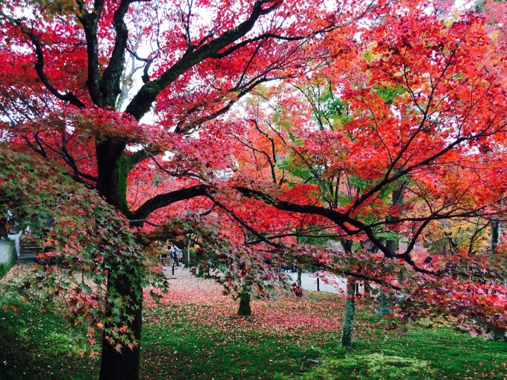 【遊。2016京都】美成這樣太犯規！女神級的楓葉就在清水寺和東福寺!