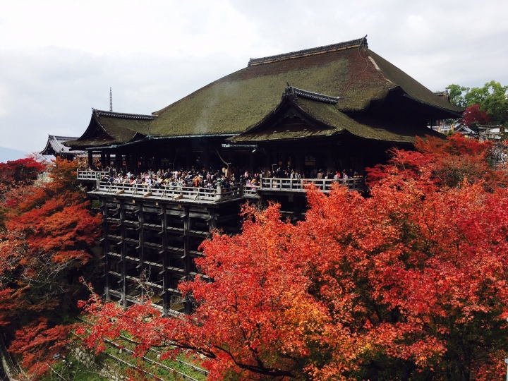 【遊。2016京都】美成這樣太犯規！女神級的楓葉就在清水寺和東福寺!