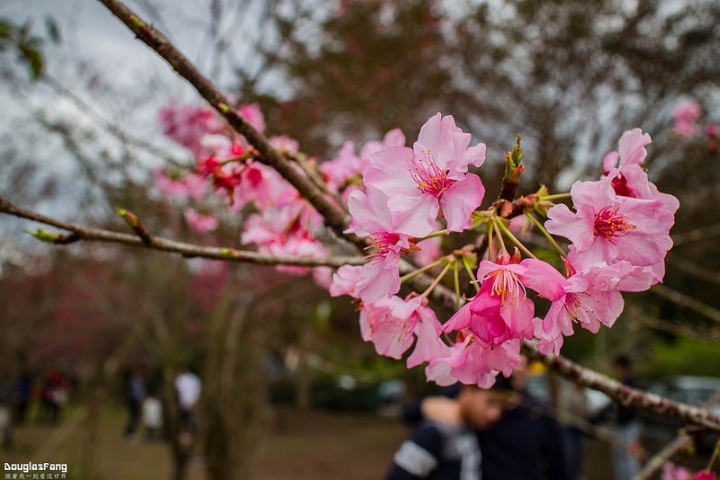 【遊記│南投鹿谷】小半天石馬公園/盛開的河津櫻