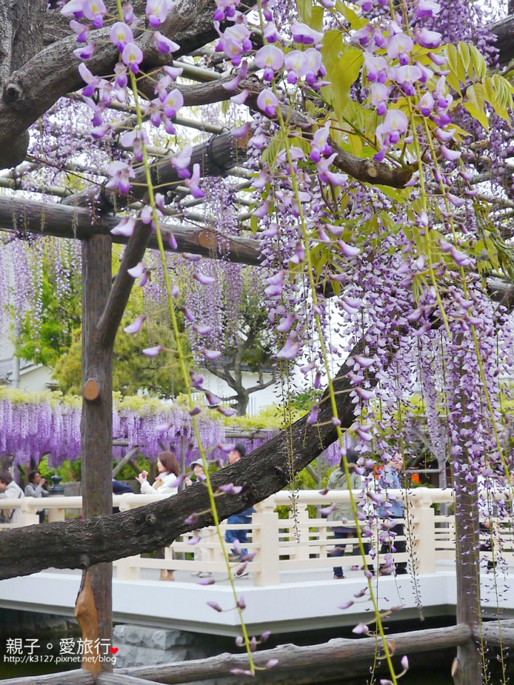 【日本。東京】龜戶天神社賞紫藤花～JR總武線上，都市中的世外桃源@還可讓晴空塔入鏡，超殺底片的好拍美景！