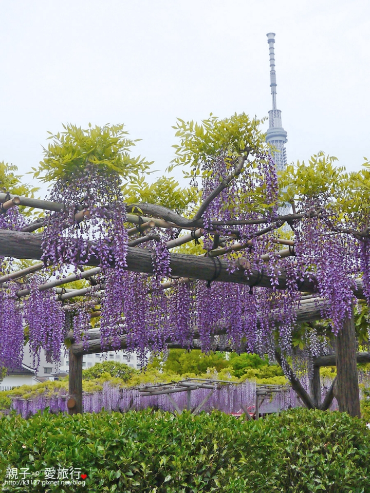 【日本。東京】龜戶天神社賞紫藤花～JR總武線上，都市中的世外桃源@還可讓晴空塔入鏡，超殺底片的好拍美景！