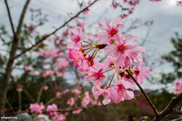 【遊記│南投鹿谷】小半天石馬公園/盛開的河津櫻