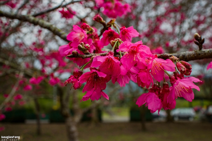 【遊記│南投鹿谷】小半天石馬公園/盛開的河津櫻