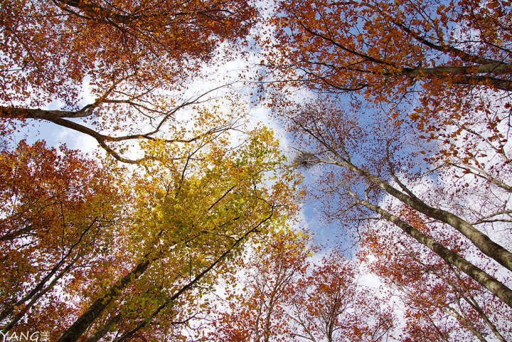【青森】蔦沼散策賞紅葉