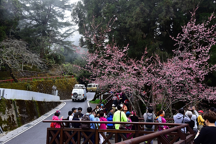 阿里山櫻花季，有趣的受鎮宮神蛾祝壽！