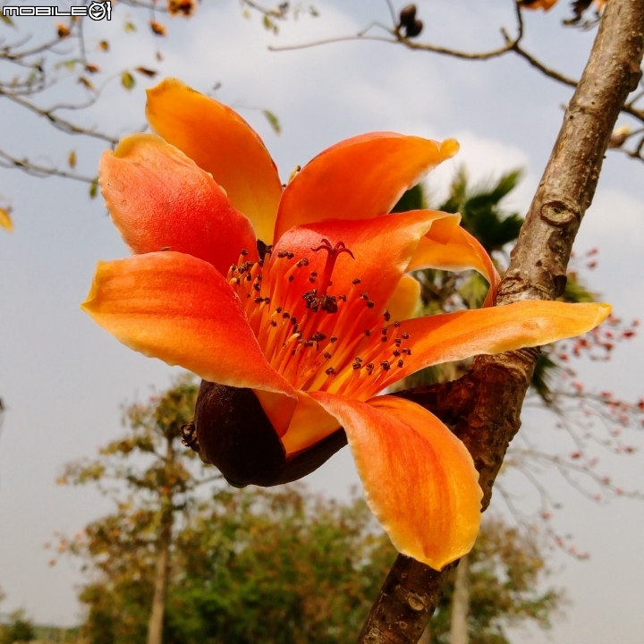 木棉花-高鐵台南站歸仁十五路3月11號