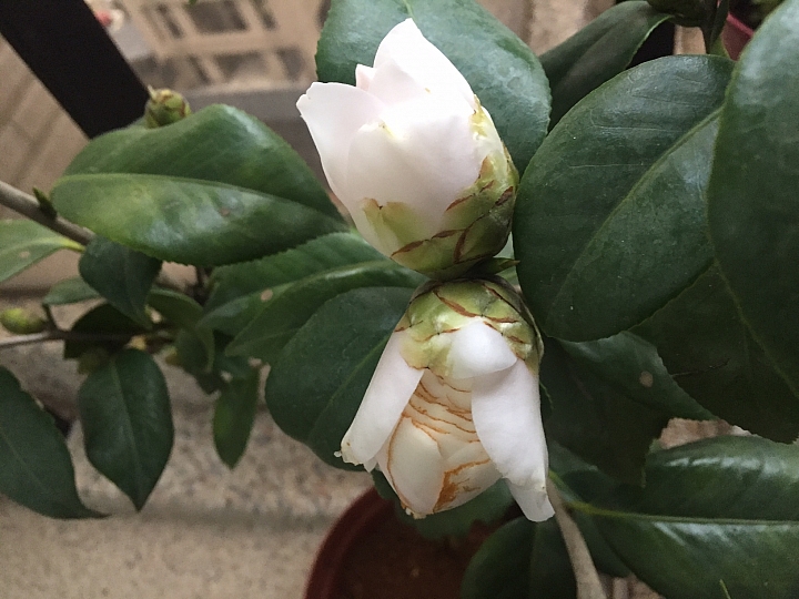 請問茶花為何如此?