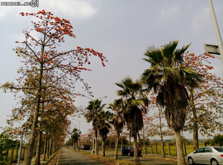 木棉花-高鐵台南站歸仁十五路3月11號
