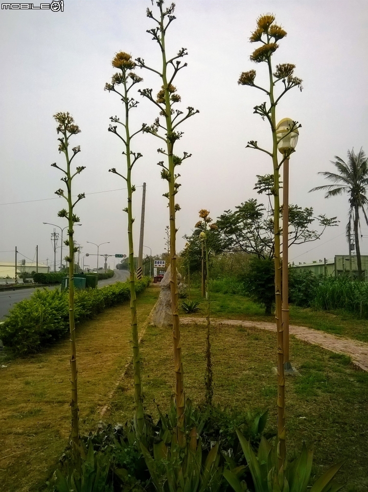 龍舌蘭3月18號 安定區海寮里海寮