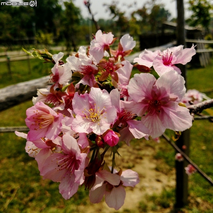 巴克禮公園3月12號 落羽松 河津櫻 木棉花