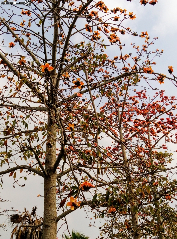 木棉花-高鐵台南站歸仁十五路3月11號