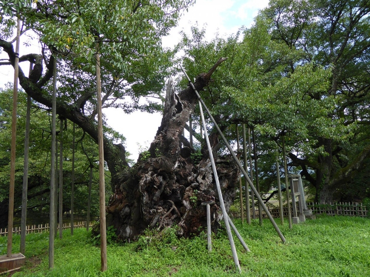 [日本富士山環山之旅]-山梨-我在南阿爾卑斯連峰下遇見2000年樹齡山高神代櫻