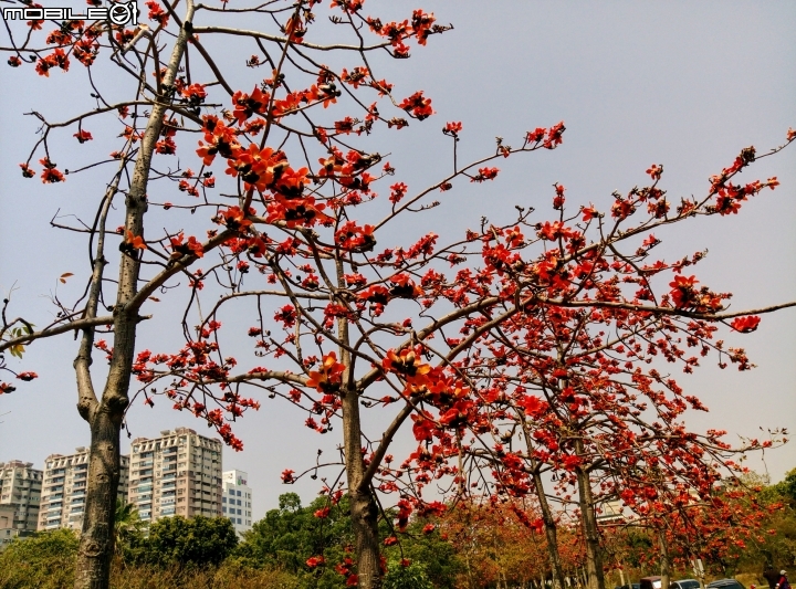 巴克禮公園3月12號 落羽松 河津櫻 木棉花