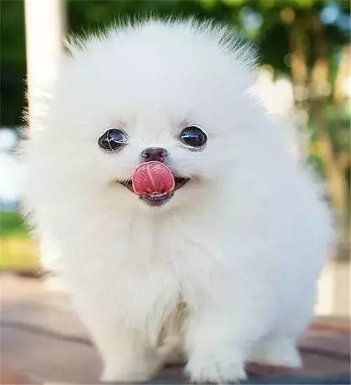 各種動物中最自然的笑容