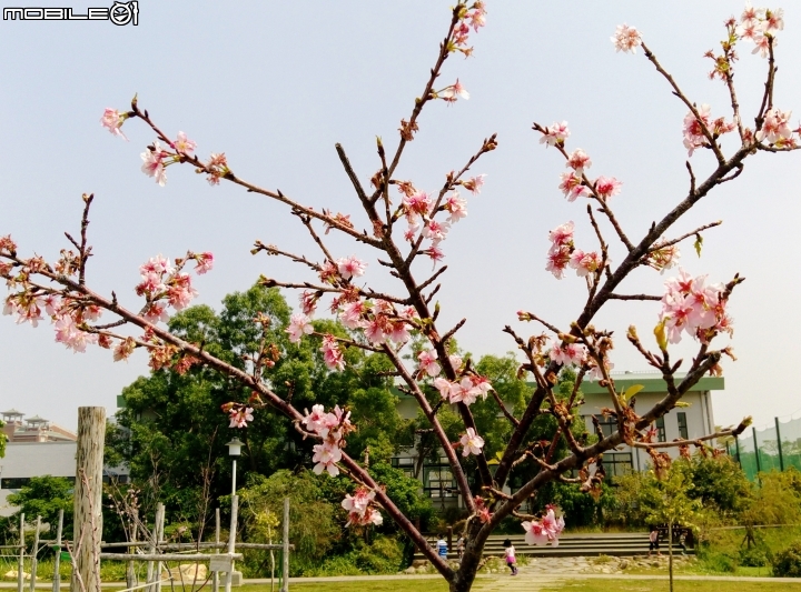 巴克禮公園3月12號 落羽松 河津櫻 木棉花