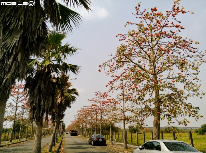 木棉花-高鐵台南站歸仁十五路3月11號