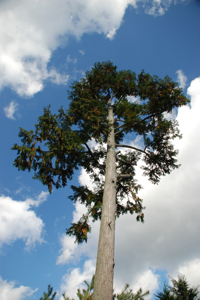 ＜日本＞2011自私之日本行~天龍寺、金閣寺、北野天滿宮、嵐山