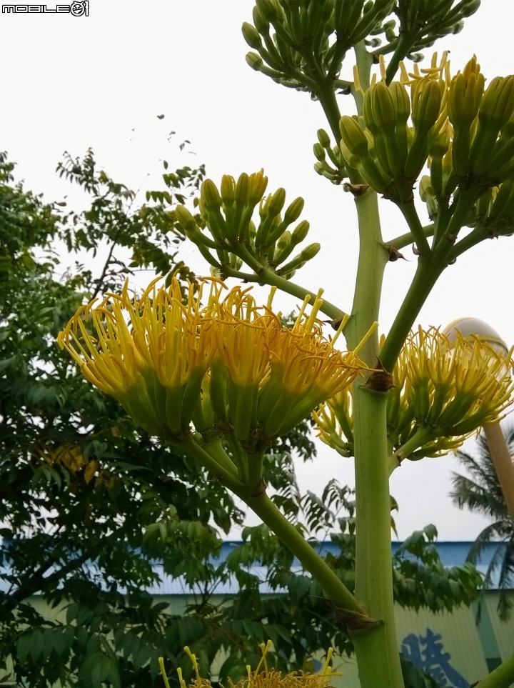 龍舌蘭3月18號 安定區海寮里海寮