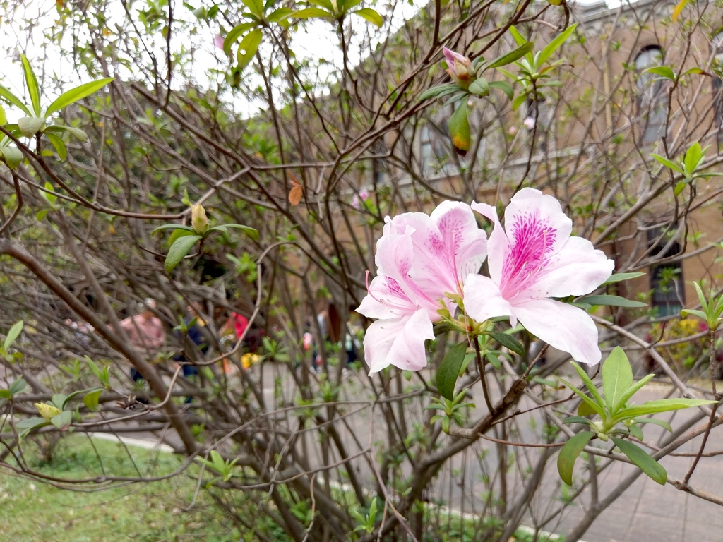 台大杜鵑花節~帶 htc ultra賞花