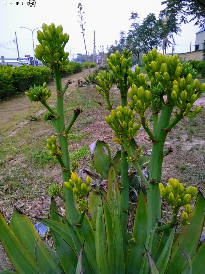 龍舌蘭3月18號 安定區海寮里海寮
