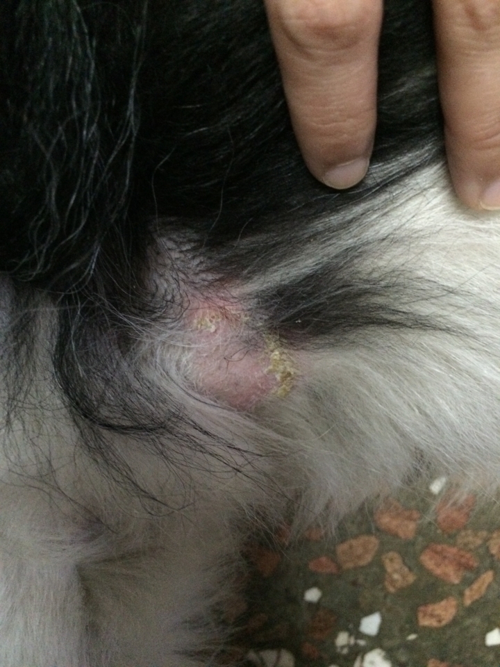 狗狗皮膚病嚴重！怎辦？