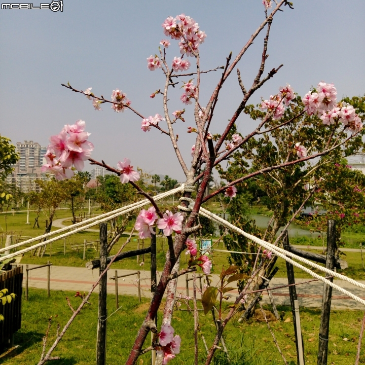 巴克禮公園3月12號 落羽松 河津櫻 木棉花