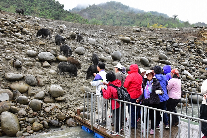 曾文水庫真是個美麗好地方，遊艇遊湖餵山豬，飛鷹峽谷馬頭岩。
