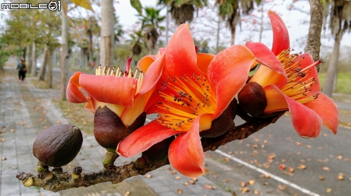 木棉花-高鐵台南站歸仁十五路3月11號