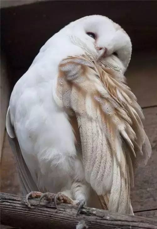 各種動物中最自然的笑容