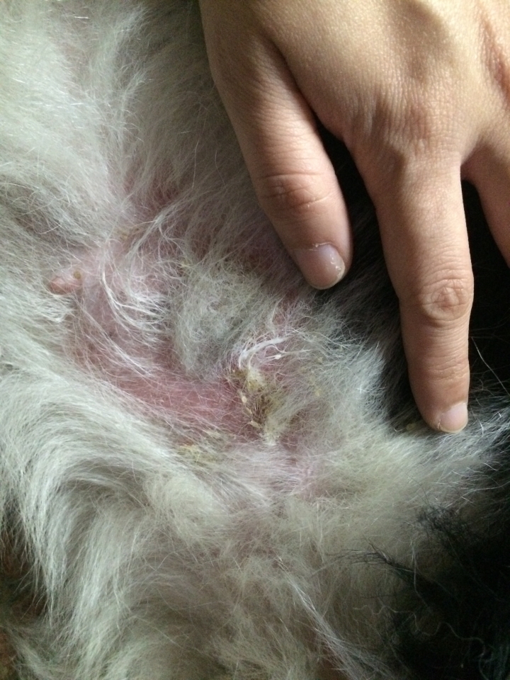 狗狗皮膚病嚴重！怎辦？