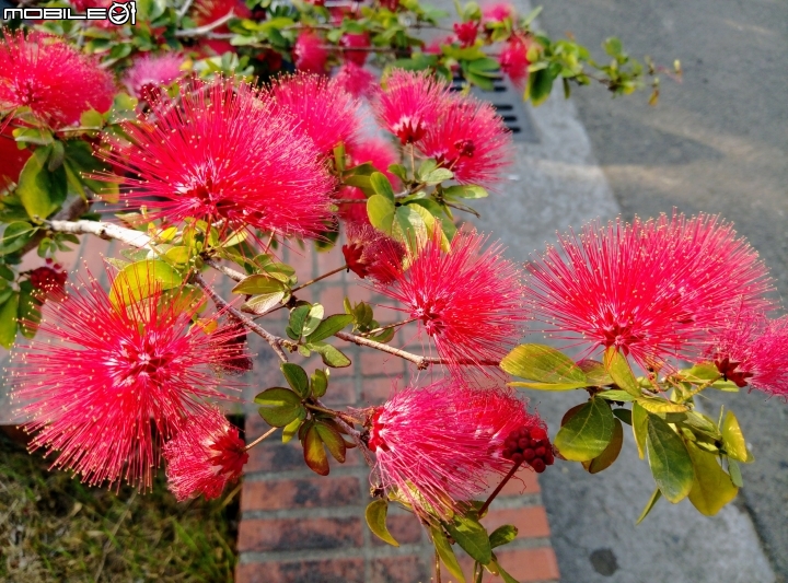 紅千層+粉撲3月24號 歸仁區運動公園