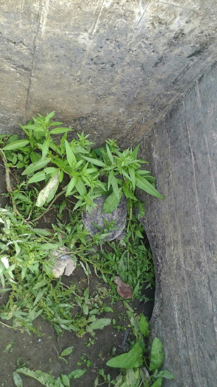 發現水溝內烏龜，詢問烏龜種類?