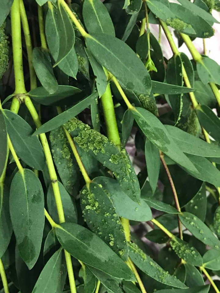 急~請問大家附著在細梗尤加利上的是甚麼?