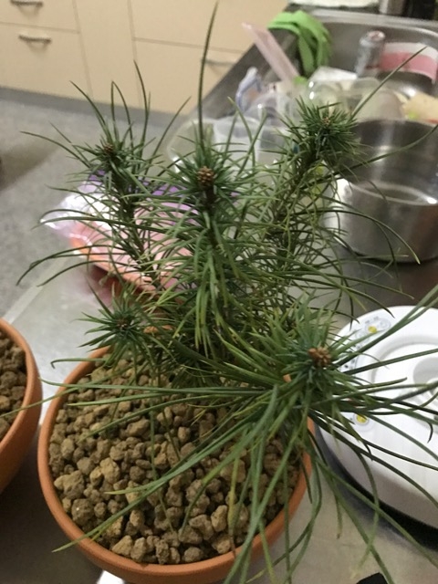 請教植物名及品種?