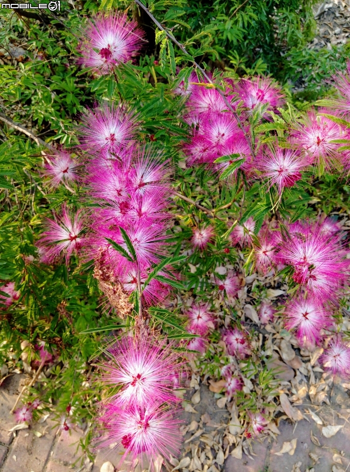 永康忠孝運動公園 粉色合歡花(粉撲花)