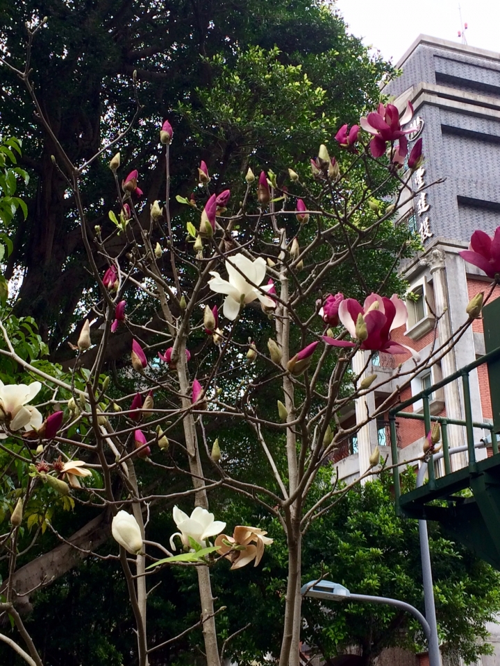 伊通公園的辛夷(紫玉蘭)正在開花，不要錯過了....