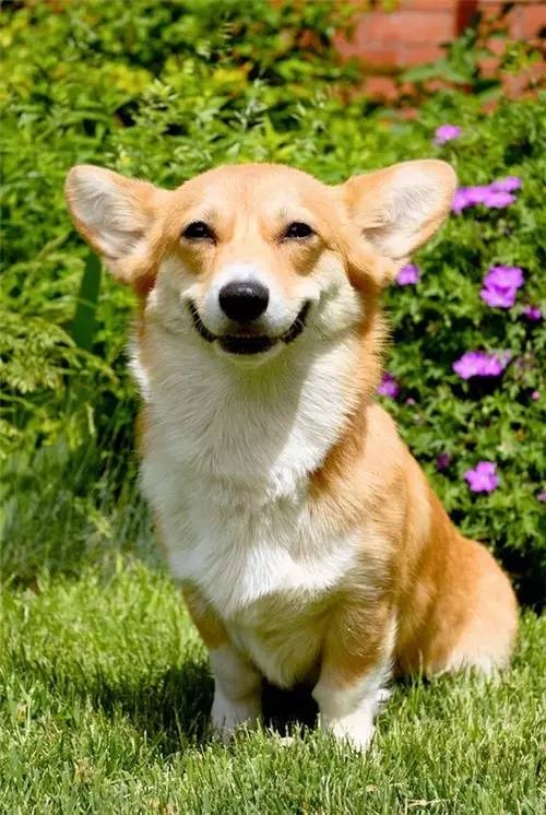 各種動物中最自然的笑容