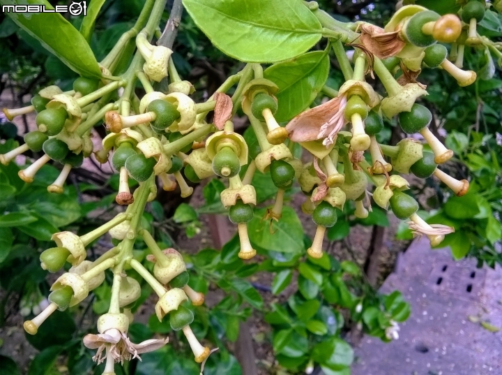 柚花3月18號 麻豆區柚花巷