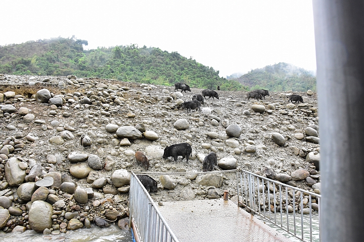 曾文水庫真是個美麗好地方，遊艇遊湖餵山豬，飛鷹峽谷馬頭岩。