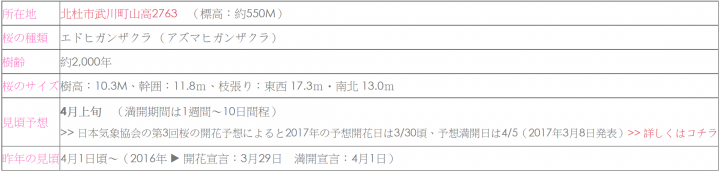 [日本富士山環山之旅]-山梨-我在南阿爾卑斯連峰下遇見2000年樹齡山高神代櫻