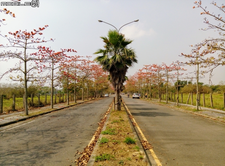 木棉花-高鐵台南站歸仁十五路3月11號