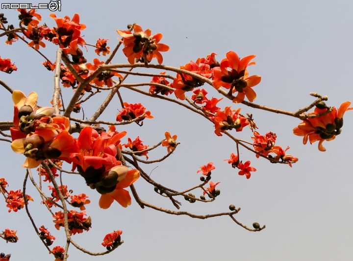 巴克禮公園3月12號 落羽松 河津櫻 木棉花