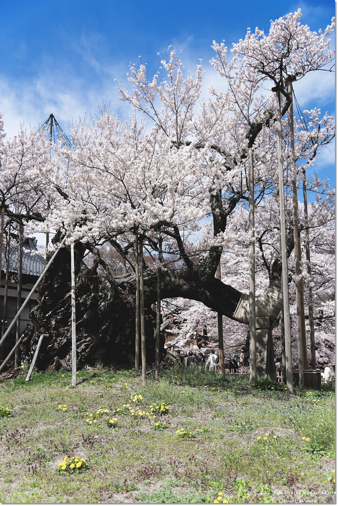 [日本富士山環山之旅]-山梨-我在南阿爾卑斯連峰下遇見2000年樹齡山高神代櫻