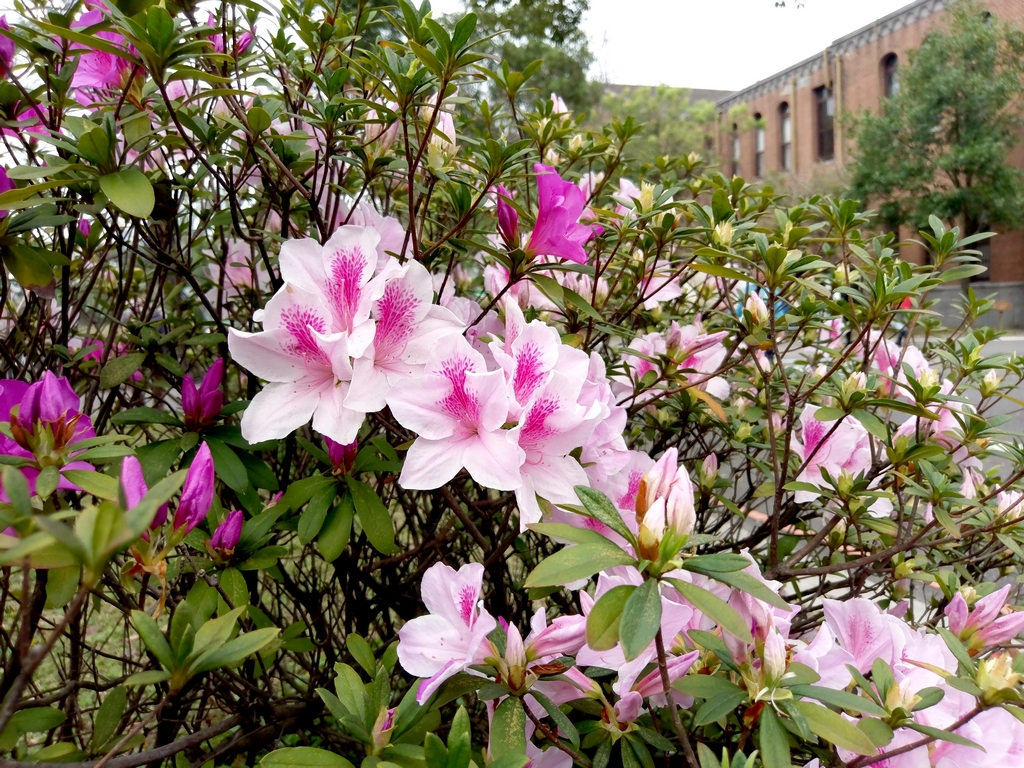 台大杜鵑花節~帶 htc ultra賞花