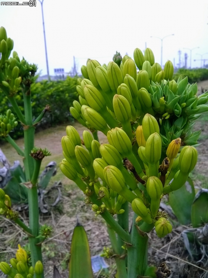 龍舌蘭3月18號 安定區海寮里海寮
