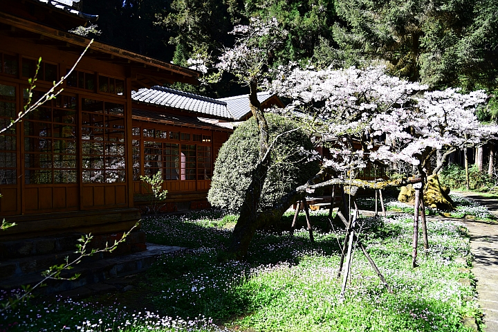 阿里山櫻花季，有趣的受鎮宮神蛾祝壽！