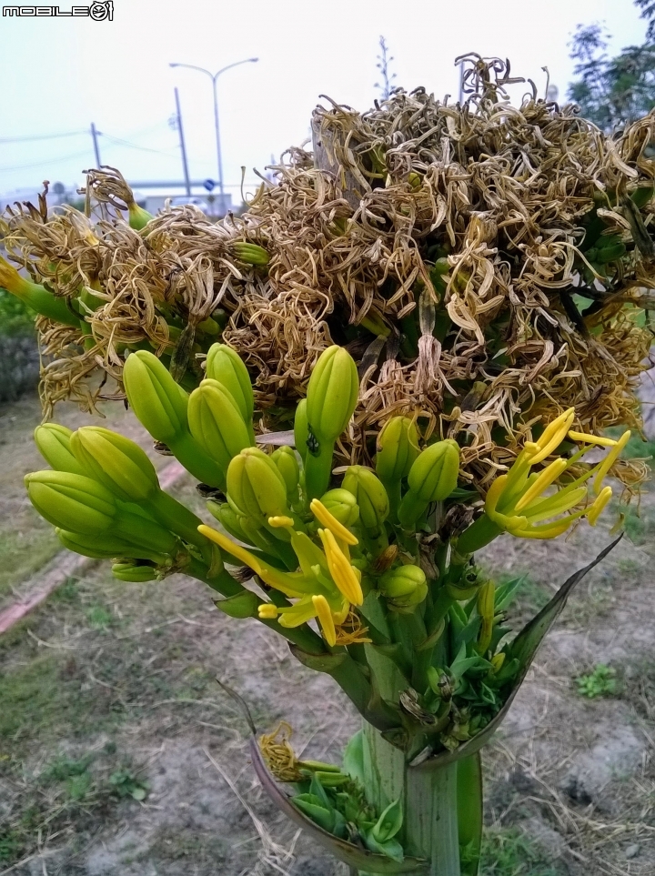 龍舌蘭3月18號 安定區海寮里海寮